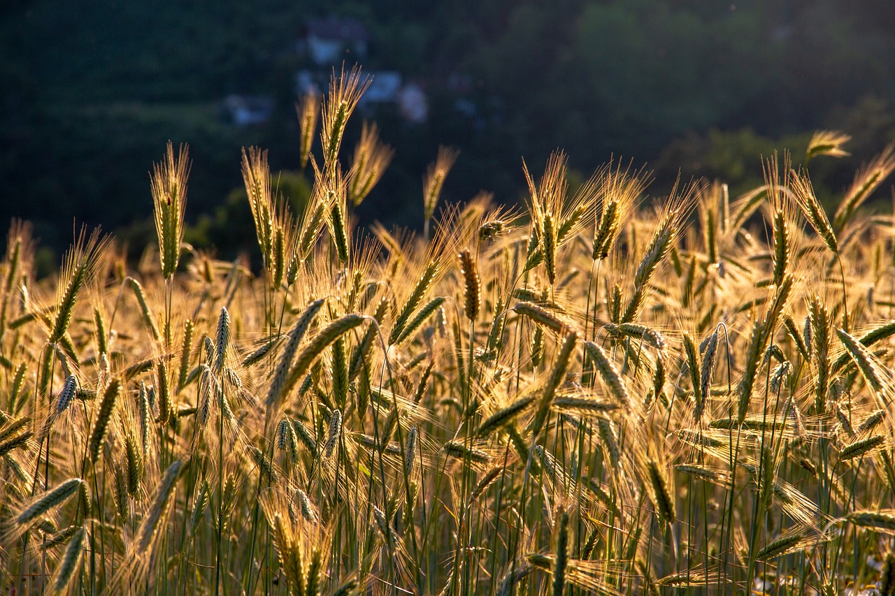 The Role of Seasonal Crops in Eco-Friendly Farming